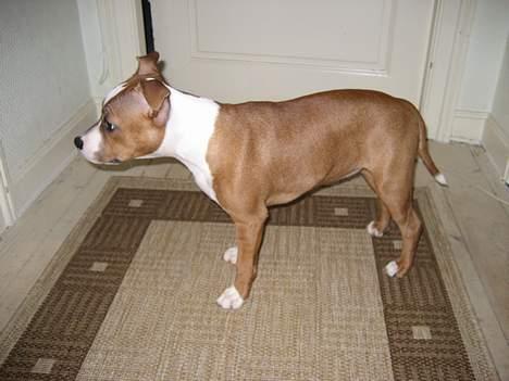 Staffordshire bull terrier Mille billede 19