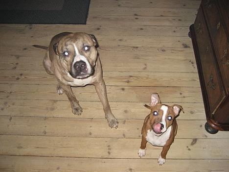 Staffordshire bull terrier Mille billede 20