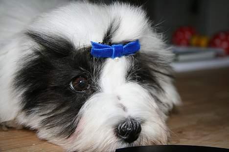 Coton de tulear Casmier´s Frede billede 4