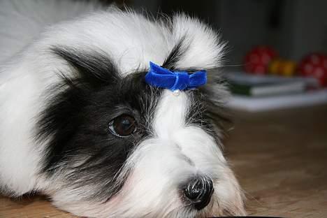 Coton de tulear Casmier´s Frede billede 5