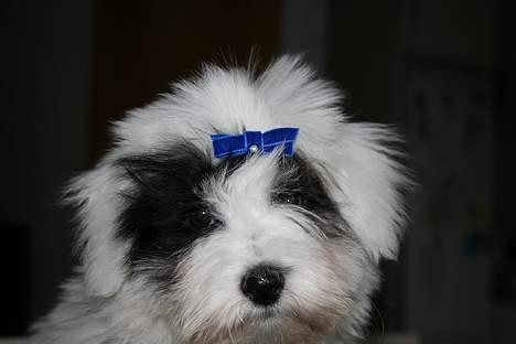 Coton de tulear Casmier´s Frede billede 6