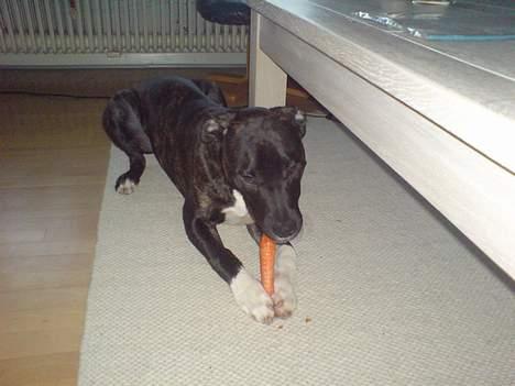 Amerikansk staffordshire terrier Targo - Lige en lille gulerod billede 4