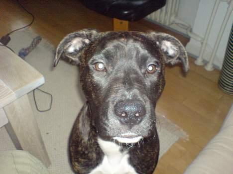 Amerikansk staffordshire terrier Targo - Så fin! billede 5