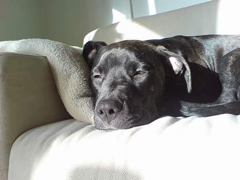 Amerikansk staffordshire terrier Targo - Jeg må gerne ligge i sofaen. billede 6