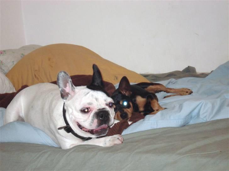 Fransk bulldog Neo - Mig og Magnus ;oP billede 3