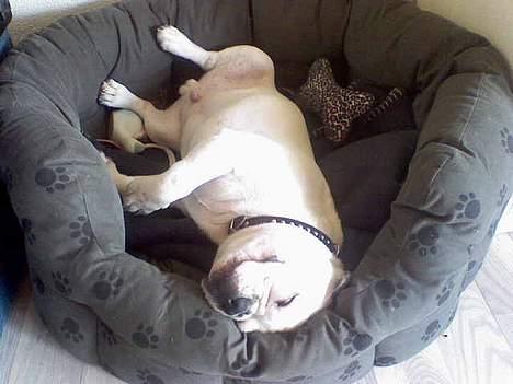 Fransk bulldog Neo - Neo bassen efter en laaang gåtur.... billede 4