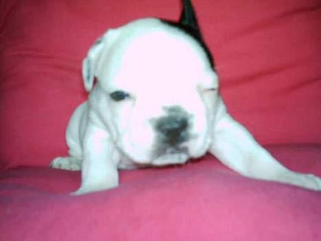 Fransk bulldog Neo - hov jeg ka` se....  billede 5