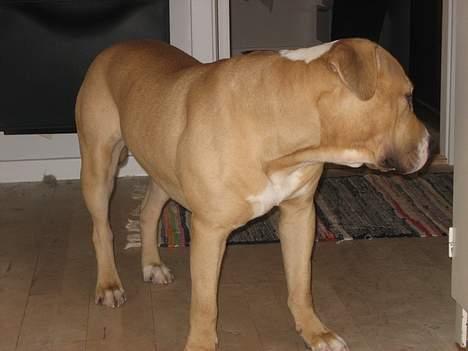 Blanding af racer Louie - Louie 1,5 år billede 9