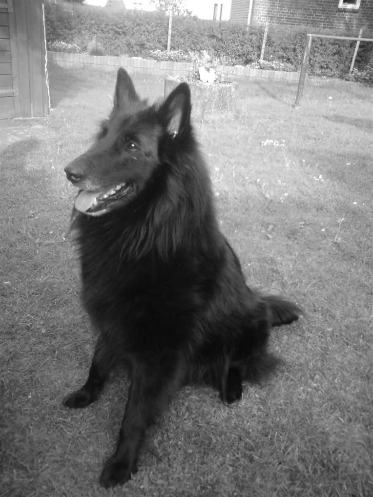 Groenendael De Fait Ami Aramis  billede 8