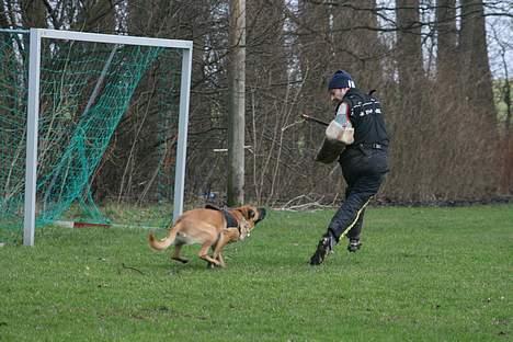 Malinois IPO3 Vandalen´s Iroc - over regnbuen  - Iroc i gr C - her i flugten  billede 19