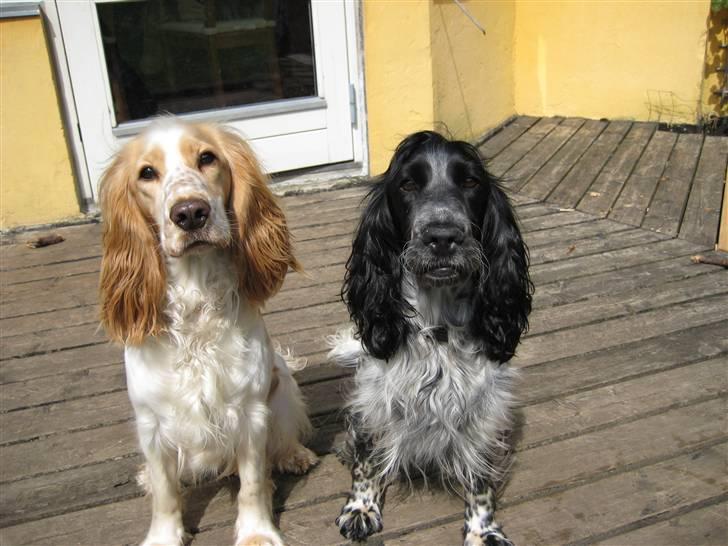 Cocker spaniel Yasmin *SOLGT* - min søster Duchess og jeg -Er vi ikke søde?? billede 5