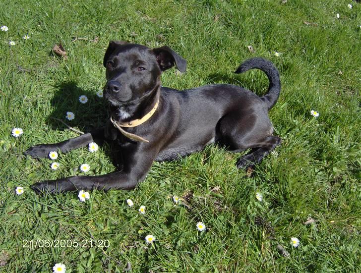 Blanding af racer Blacki - jeg kigger nu..! billede 1