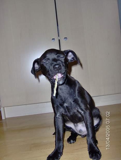 Blanding af racer Blacki - Er vildt glad, men ved ikke hvorfor.. livet er bare så dejligt... billede 2