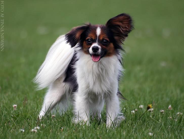 Papillon King - Snakker du til mig ? (Juli 07 - Foto: Tinna Niemann) billede 5