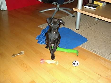 Blanding af racer Blacki - her kan jeg dække rigtig flot imellem alt mit legetøj.. billede 3