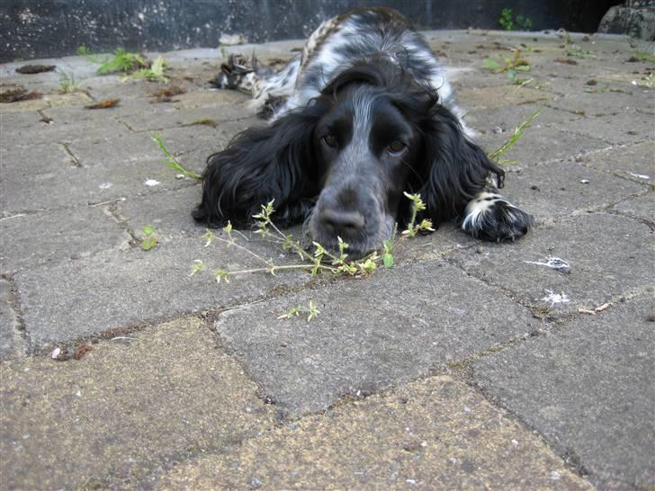 Cocker spaniel Yasmin *SOLGT* - Slapper lige lidt af ;o) billede 6
