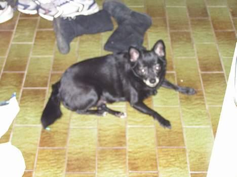 Blanding af racer B´sen RIP 8/10-2010 billede 8