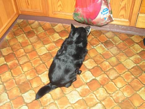 Blanding af racer B´sen RIP 8/10-2010 billede 10