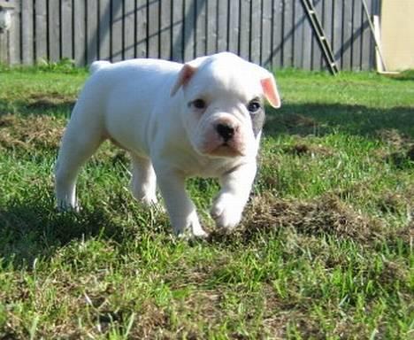 Amerikansk bulldog ¤ANNA¤  - BABY ANNA! billede 10