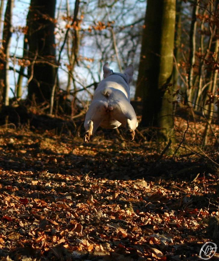 Amerikansk bulldog ¤ANNA¤  billede 11