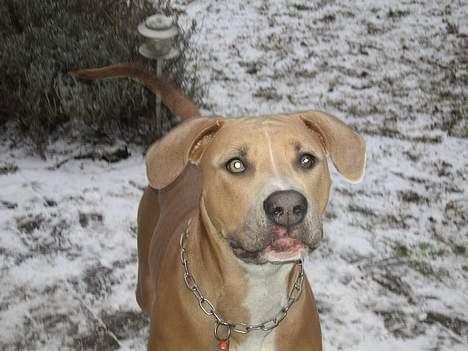 Blanding af racer Malou - jeg kan godt lide sne billede 8