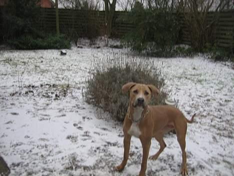 Blanding af racer Malou billede 9