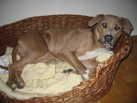 Blanding af racer Malou billede 10