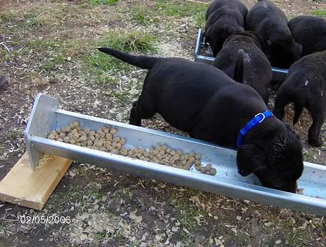 Labrador retriever (Formel 1) Flo - Madglad... hvem mig?? Hehe, har et helt trug for mig selv. billede 8