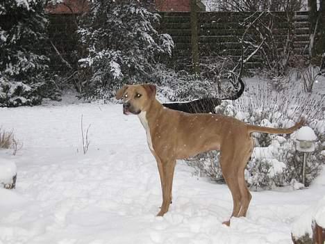 Blanding af racer Malou - kom og leg :-) billede 11