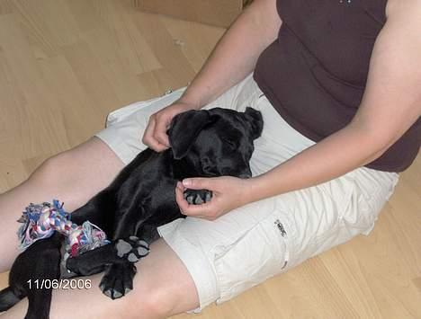 Labrador retriever (Formel 1) Flo - Baby mig sover ved "mor" billede 9