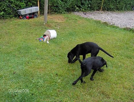 Labrador retriever (Formel 1) Flo - Vi får lige vores mad på græsset. billede 11