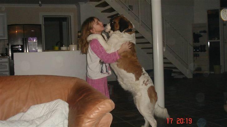 Sankt bernhardshund Daisy billede 1