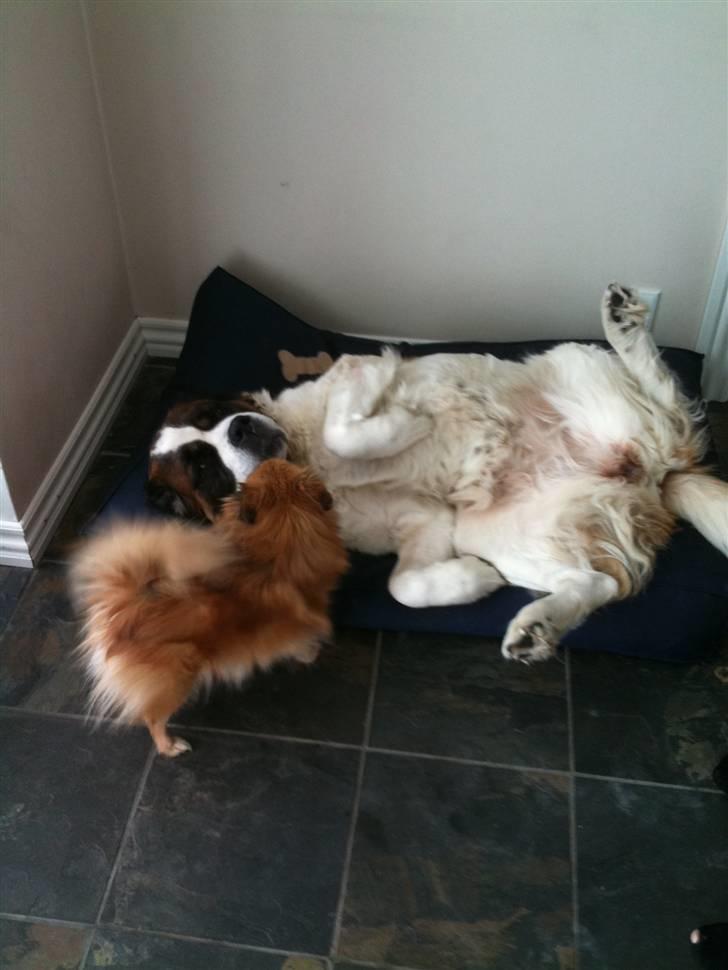 Sankt bernhardshund Daisy - Hold op med at drille når jeg skal sove.... billede 2