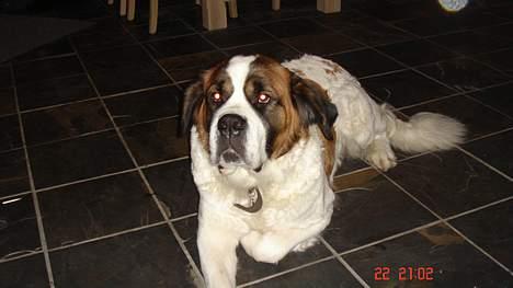 Sankt bernhardshund Daisy - Se jeg kan godt ligge pænt billede 3