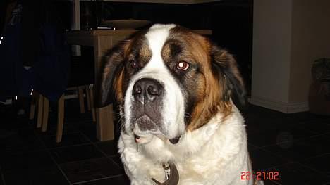 Sankt bernhardshund Daisy - Er jeg ikke yndig? billede 4