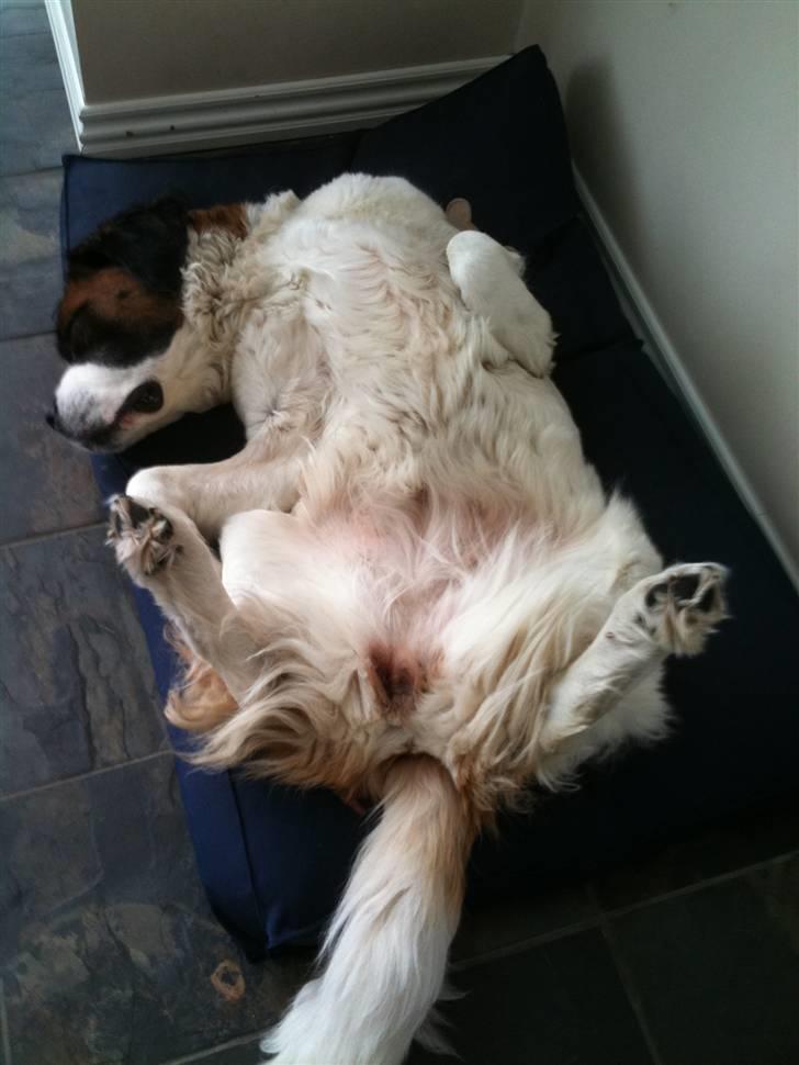 Sankt bernhardshund Daisy - Sådan slapper man bedst af  :-) billede 6