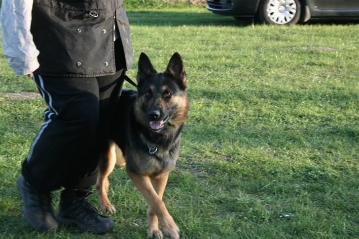 Schæferhund Atika - Min mor og jeg der går lydighed... billede 1