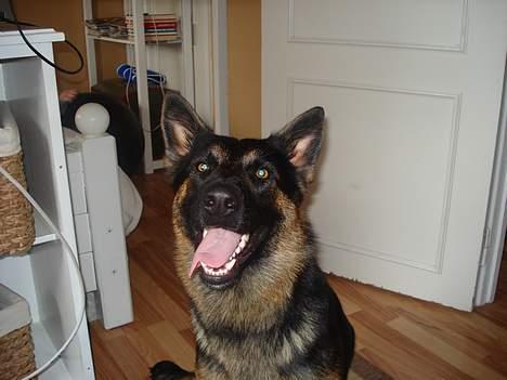 Schæferhund Atika - Puha hvor er det hårdt at lege billede 2