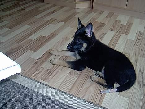 Schæferhund Atika - Atika ca 10 uger billede 4