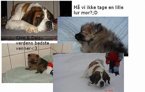 Sankt bernhardshund Daisy billede 7