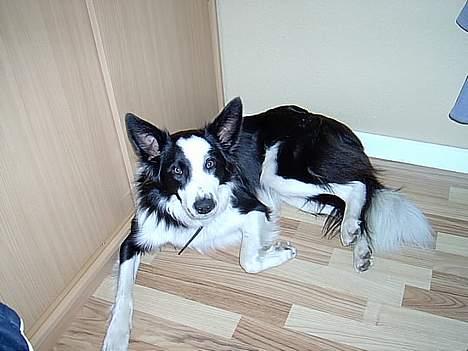 Border collie Auri - Har i set hvor dejlig jeg er?? billede 1