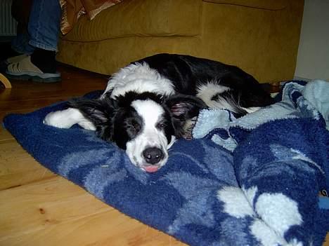 Border collie Auri - mit yndlings tæppe er så blødt billede 2