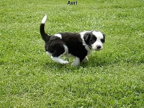 Border collie Auri - Auri i det grønne  billede 3
