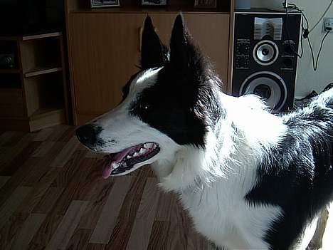 Border collie Auri - Auri 2 år  billede 4