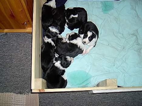 Border collie Auri - Auri blandt sine søskende billede 5