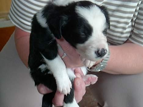Border collie Auri - Auri ca. 6 uger billede 6