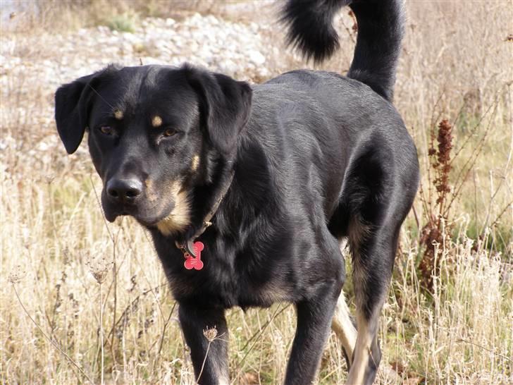 Blanding af racer Ninjo - 230208 billede 12