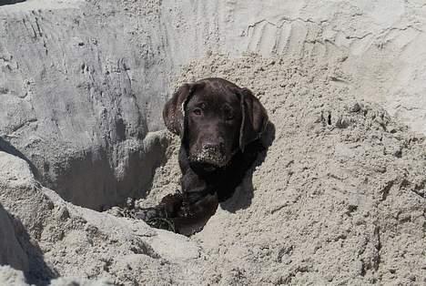 Labrador retriever Maggi - Gået bort - Maggi, synes det var dejligt at blive kølet af ned under sandet<3 billede 19