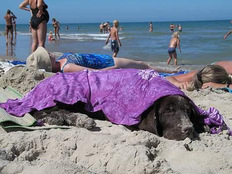 Labrador retriever Maggi - Gået bort - Det var ret varmt på stranden, så vi dækkede Maggi, lidt så hun ikke havde det for varmt. billede 20