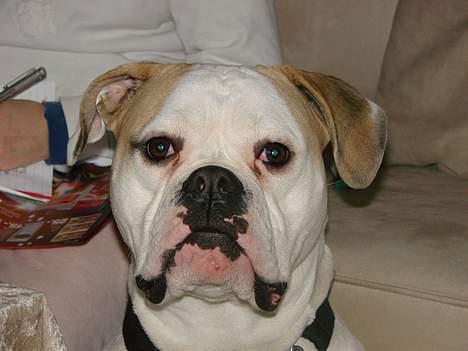 Amerikansk bulldog Papyja(Rest In Peace) billede 11